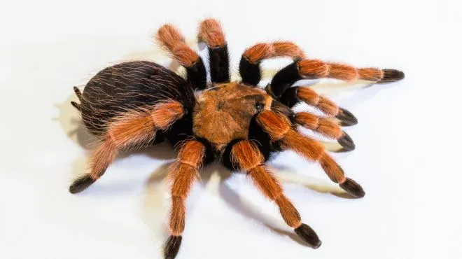 14915 tarantula venomous