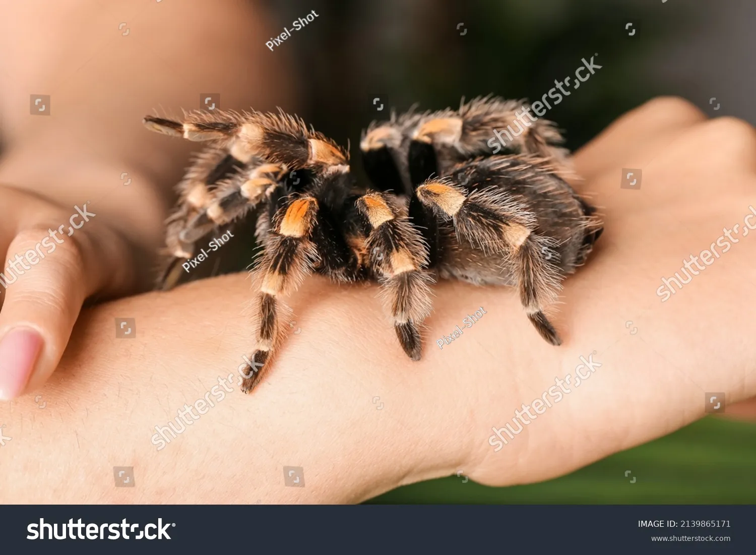 /img/14917-tarantula-spider-bite-treatment.webp