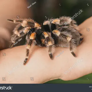 /img/14917-tarantula-spider-bite-treatment.webp