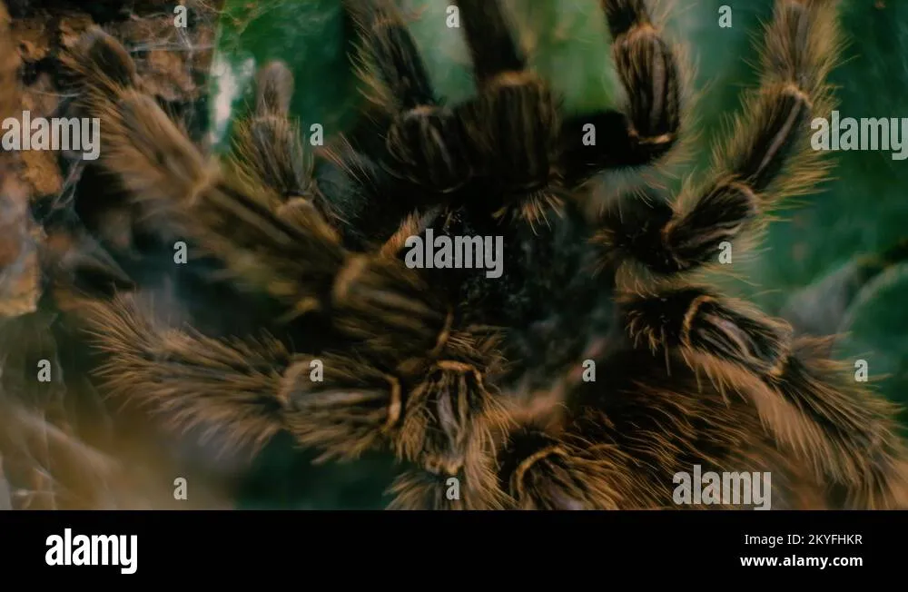 14917 tarantula spider conservation