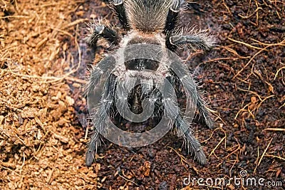 14917 tarantula spider habitat
