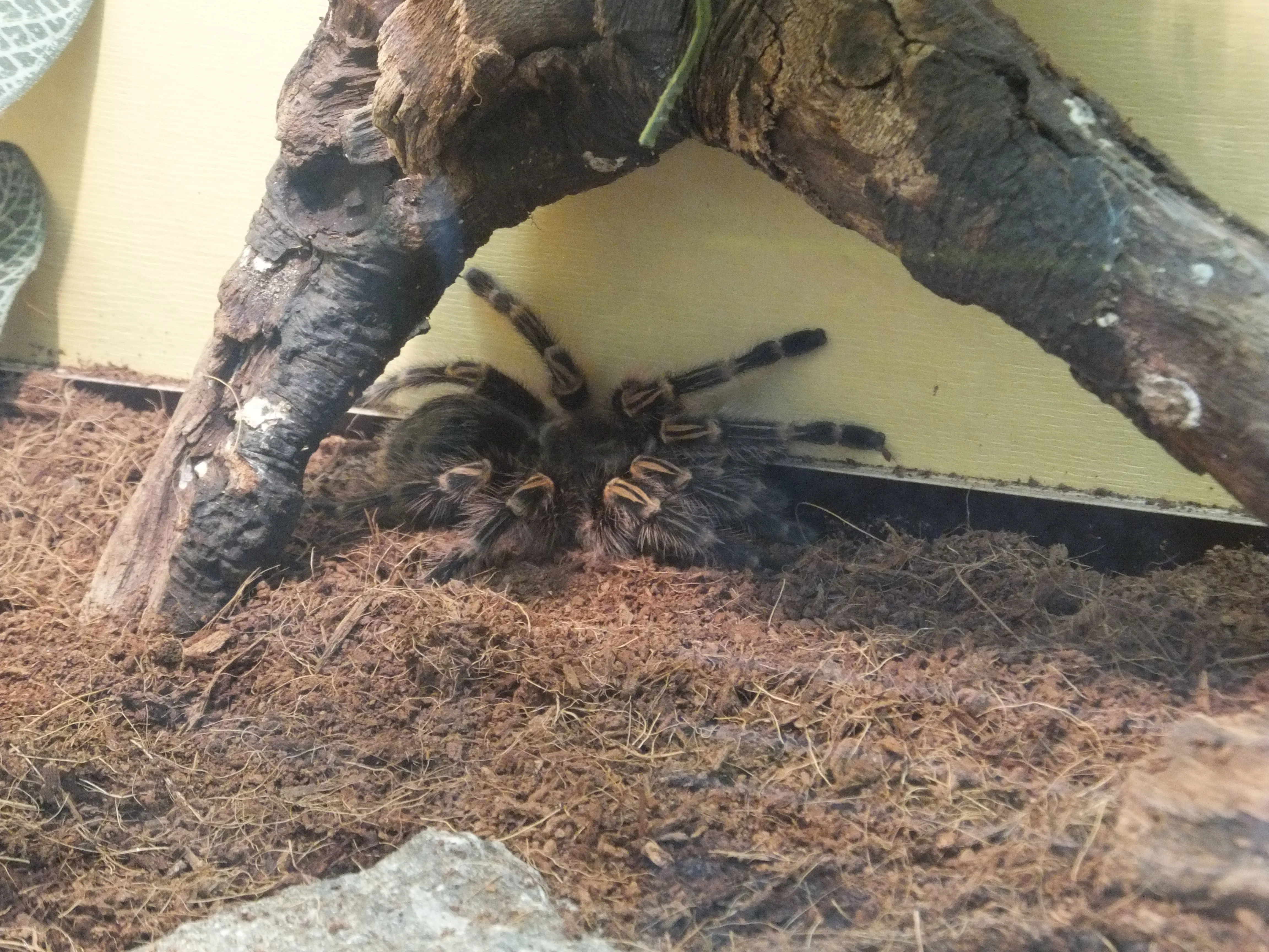 /img/14919-buying-tarantula.webp