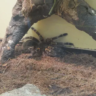 /img/14919-buying-tarantula.webp