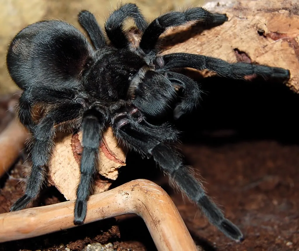 14919 chilean rose hair tarantula