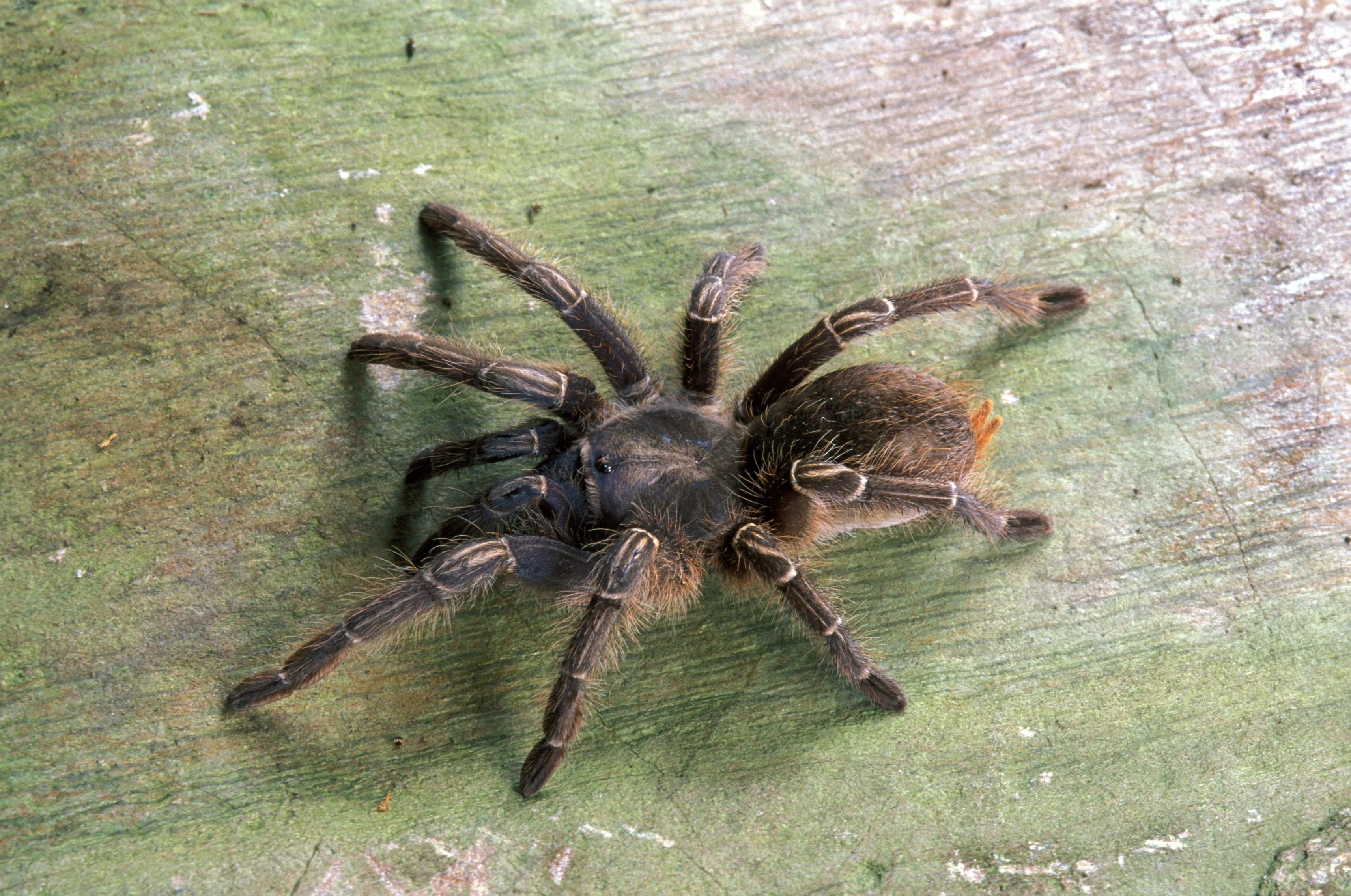 14919 handling tarantula