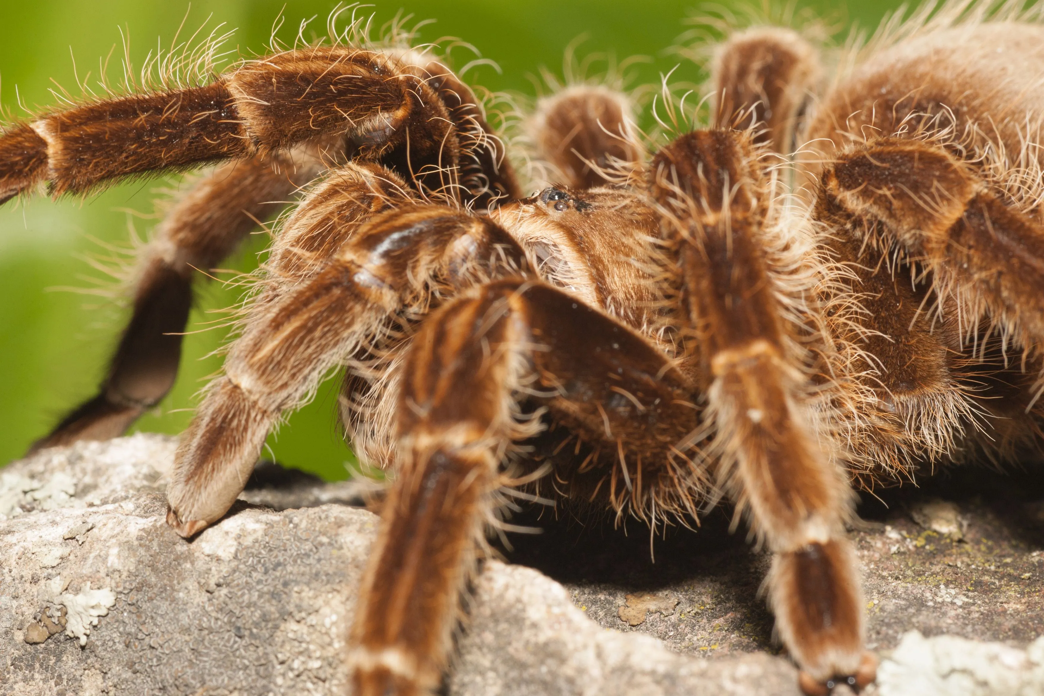 14919 tarantula enclosure