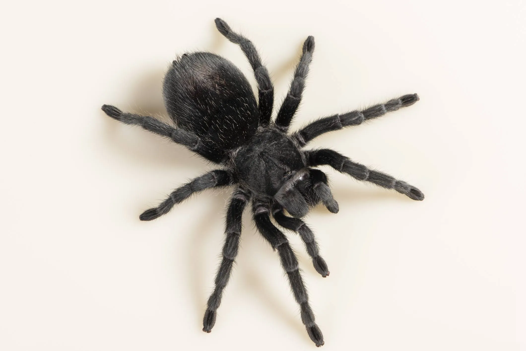 14919 tarantula feeding