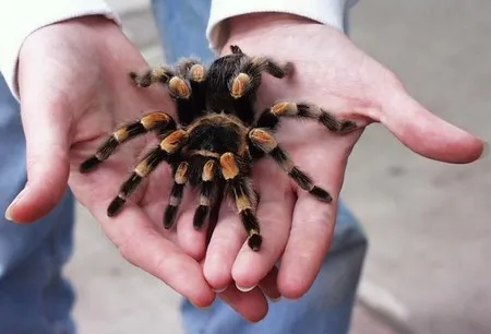 14919 tarantula habitat