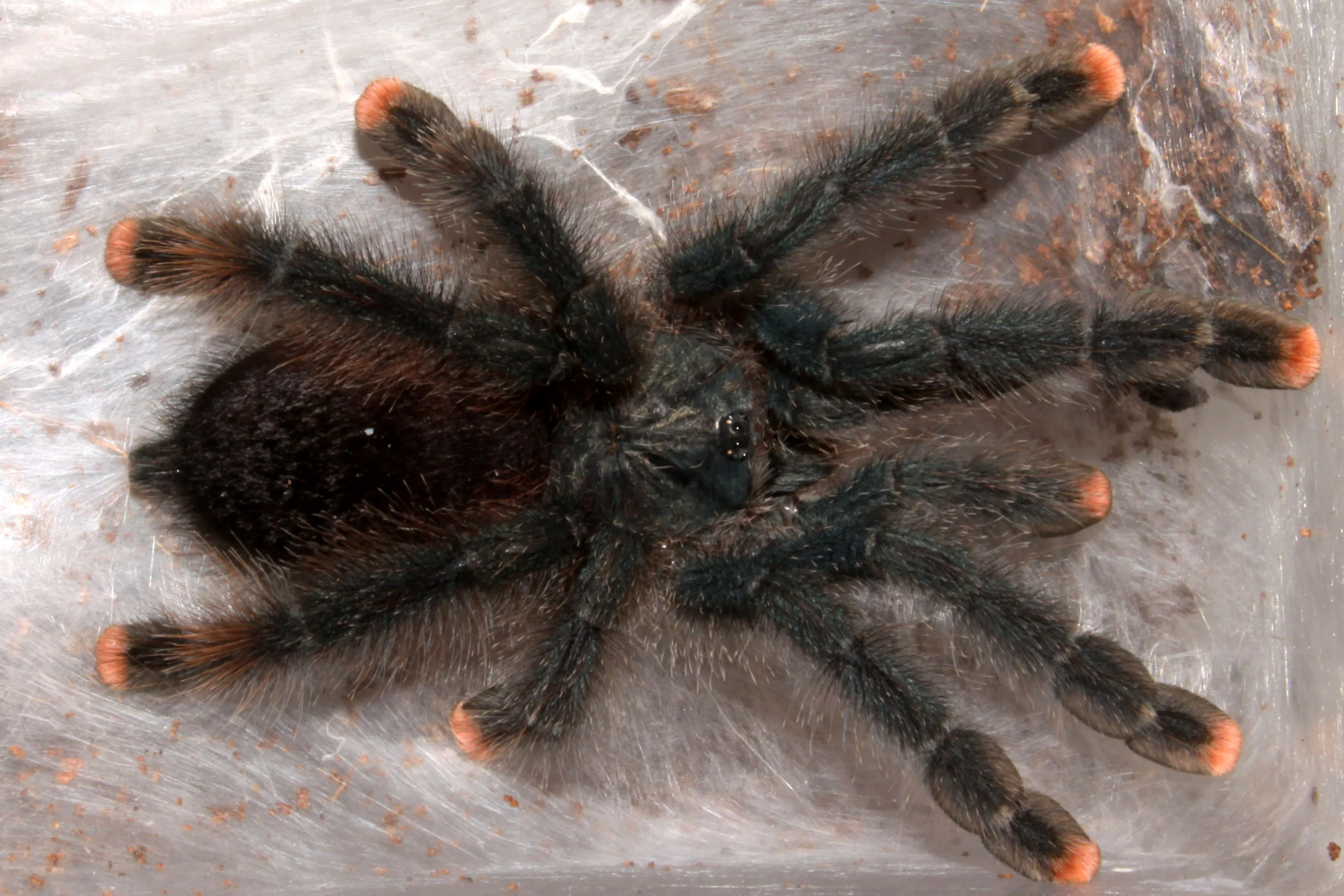 14919 tarantula health