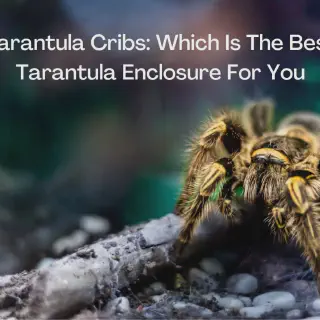 /img/14920-tarantula-enclosure-image7.webp