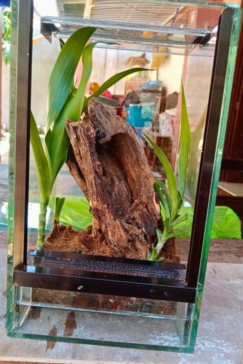 14921 tarantula enclosure decor