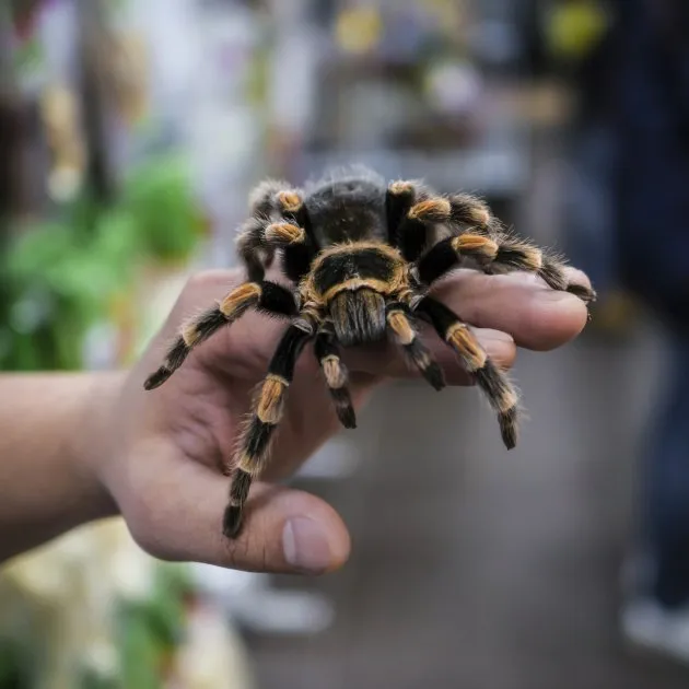 14923 tarantula feeding