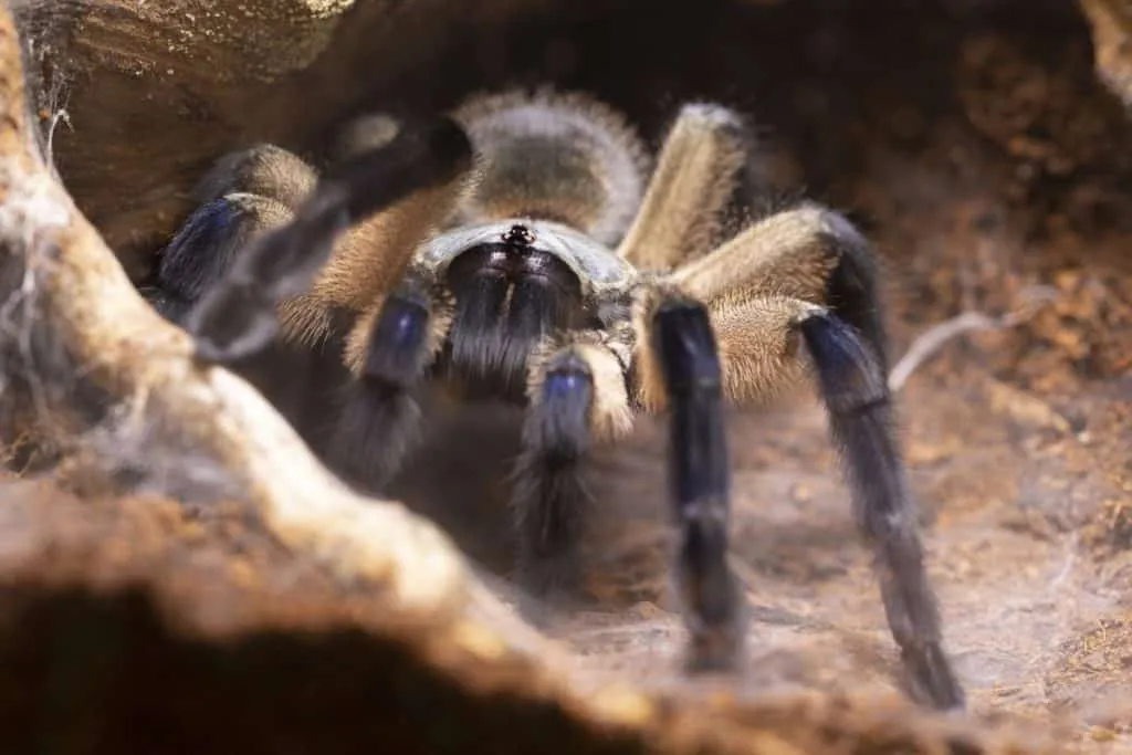 /img/14923-tarantula-habitat.webp