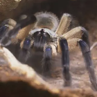 /img/14923-tarantula-habitat.webp