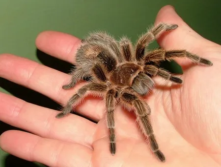 14923 tarantula molting
