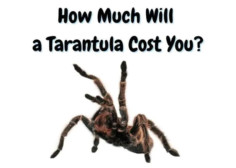14923 tarantula species