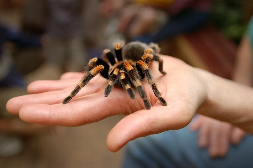 14926 choosing tarantula