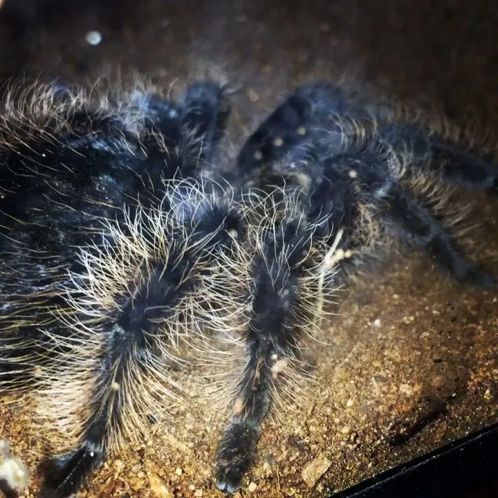 14926 tarantula handling