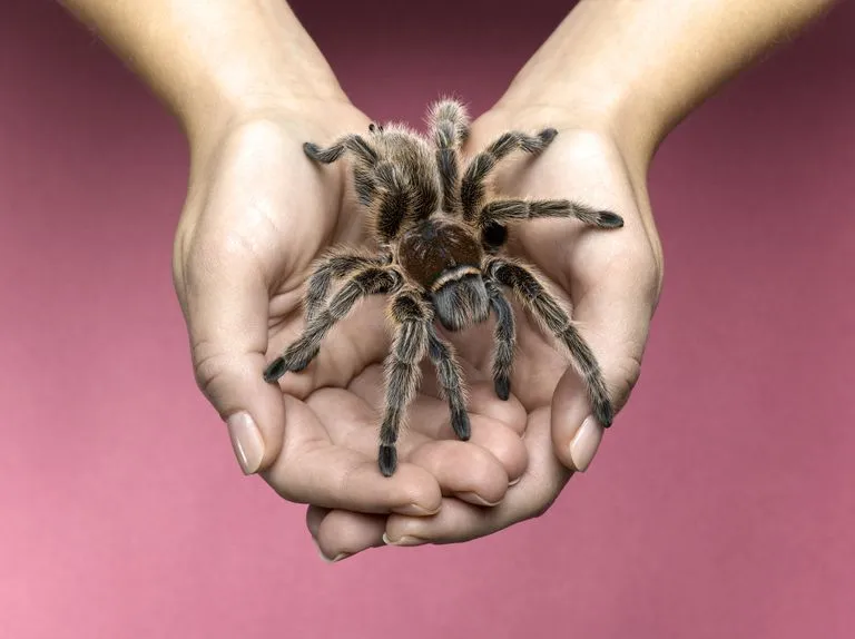 /img/14926-tarantula-molting.webp