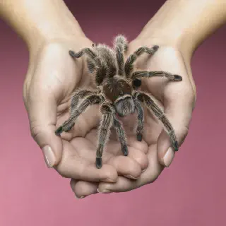 /img/14926-tarantula-molting.webp