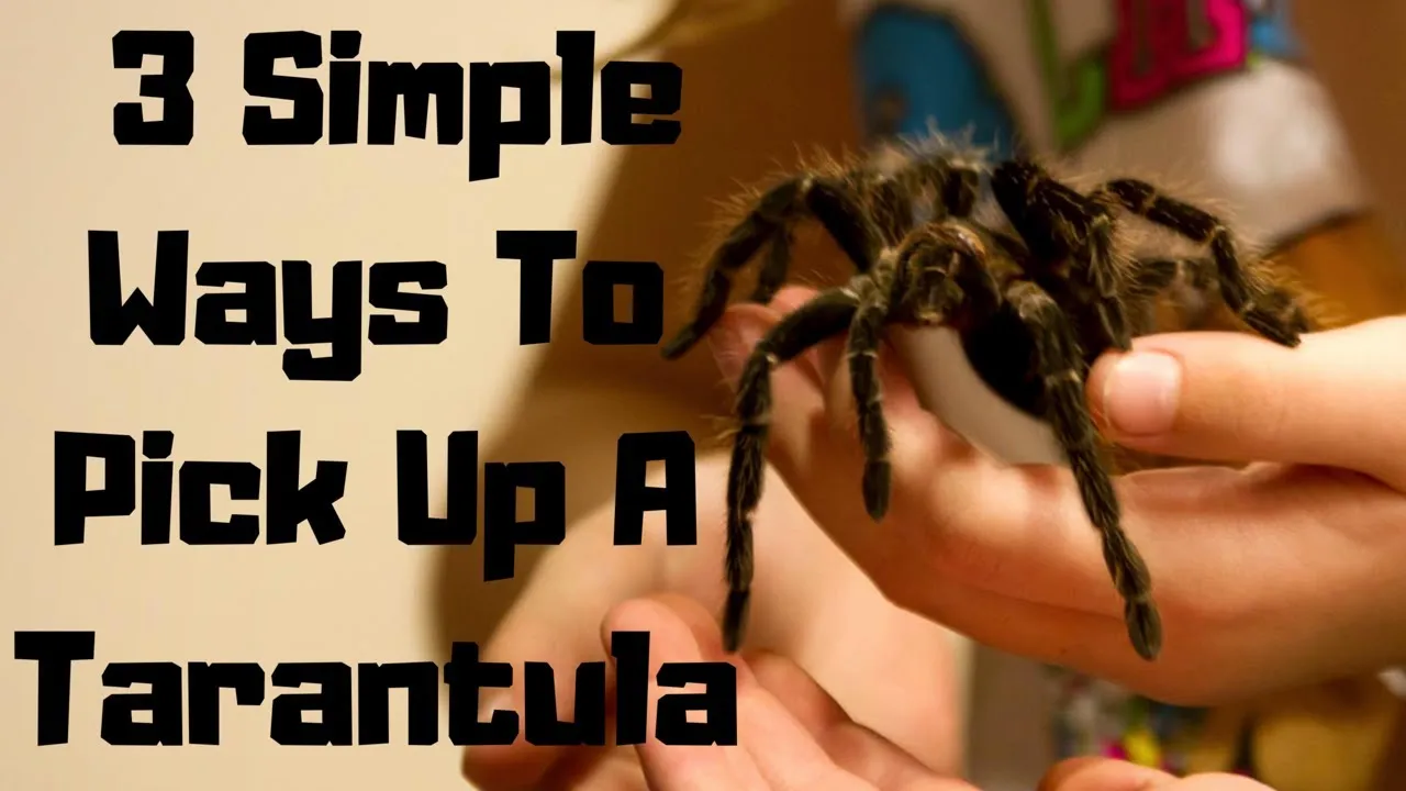14926 tarantula water