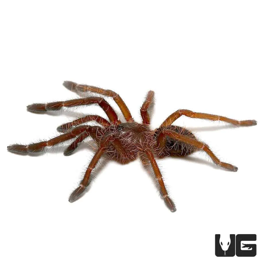 14927 singapore blue tarantula female appearance