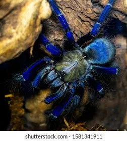 14927 singapore blue tarantula female enclosure