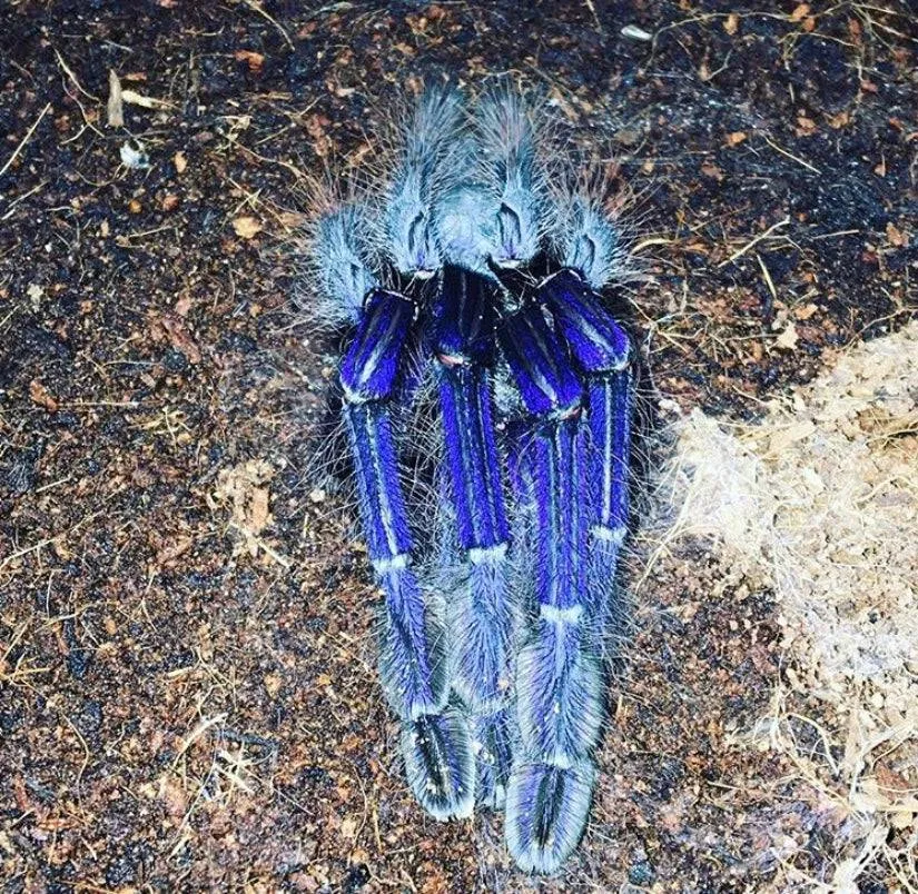 14927 singapore blue tarantula female feeding