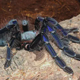 /img/14927-singapore-blue-tarantula-female-local-shop.webp