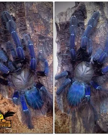 14927 singapore blue tarantula female molting