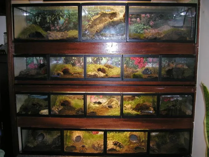 14928 tarantula decor enrichment