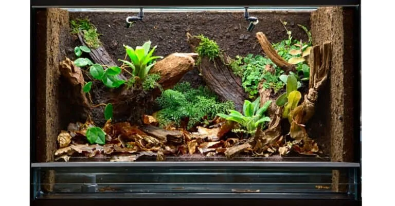 14928 tarantula substrate options