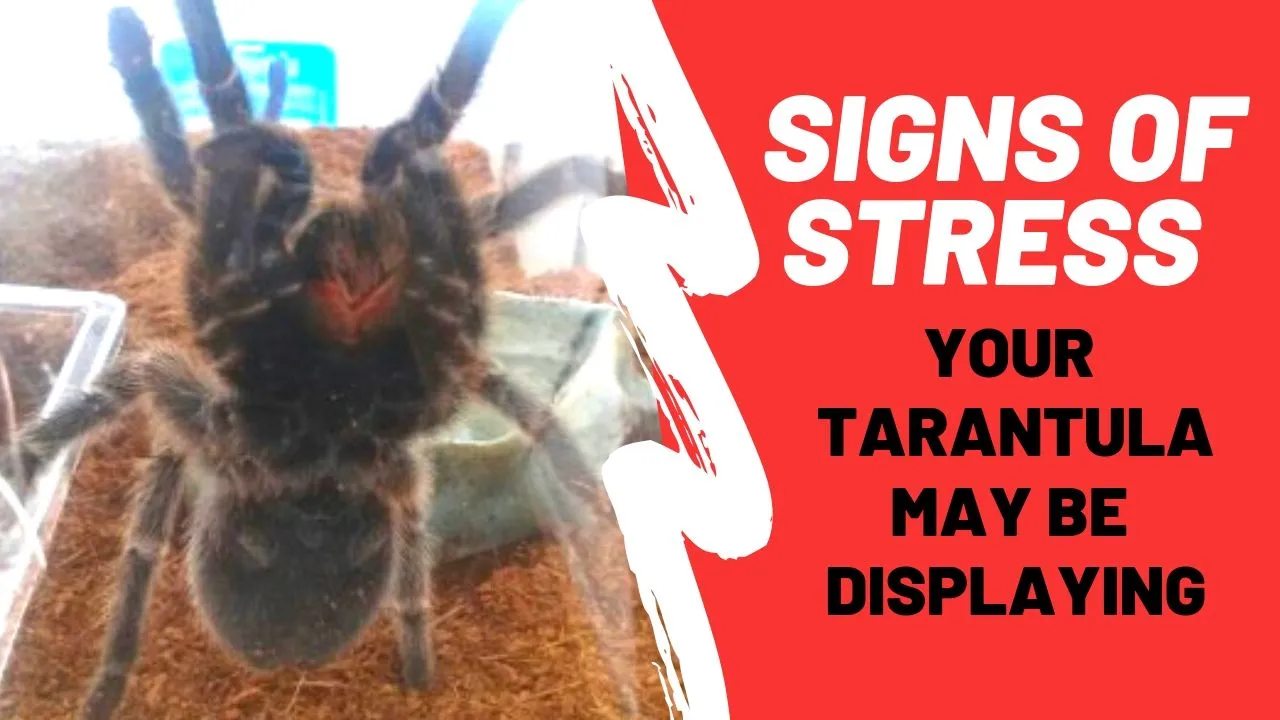 14929 tarantula environmental stress