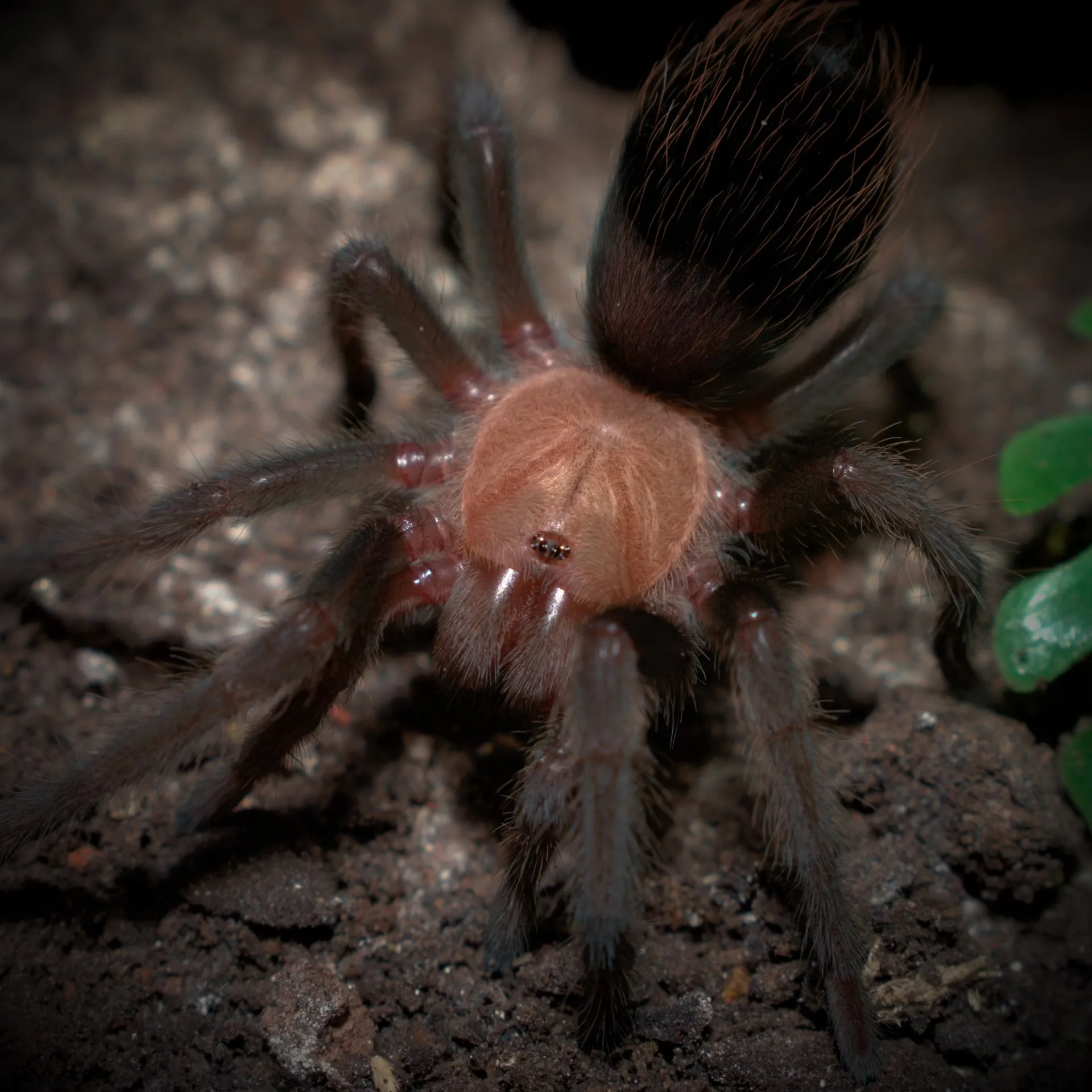 14929 tarantula nutritional deficiency