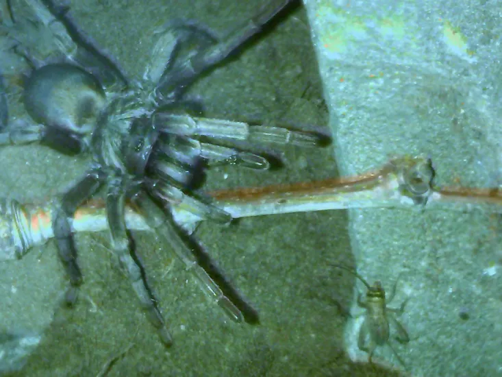 /img/14929-tarantula-supportive-care.webp