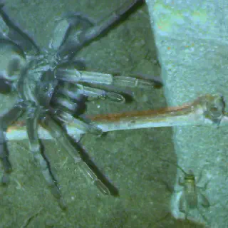 /img/14929-tarantula-supportive-care.webp