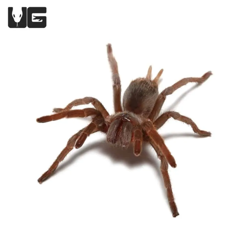 /img/14931-tarantula-cleaning.webp