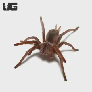 /img/14931-tarantula-cleaning.webp
