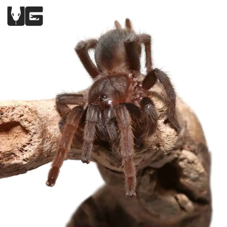14931 tarantula enclosure