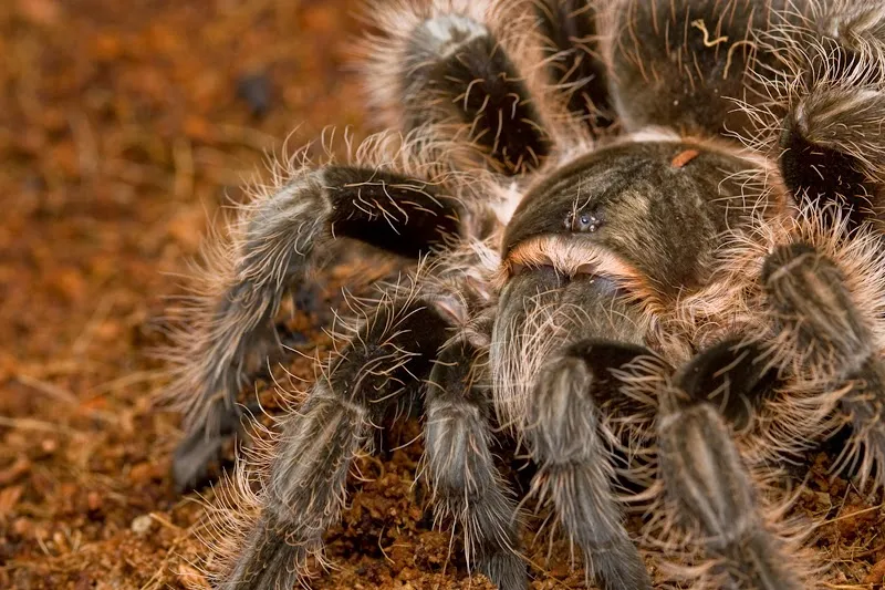 14931 tarantula feeding