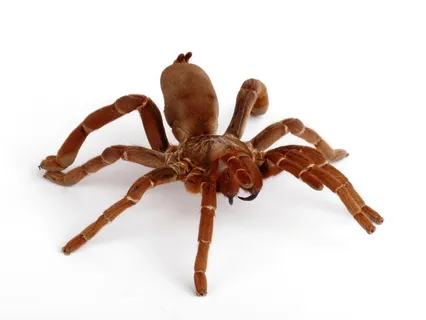 14931 tarantula for sale pampanga 1
