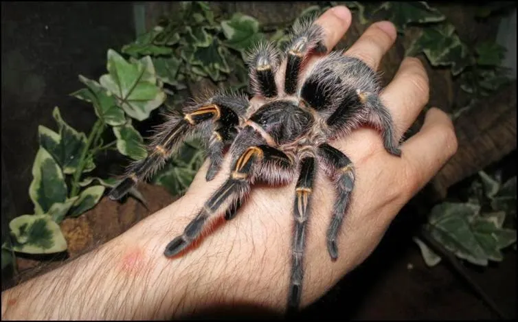 14931 tarantula habitat