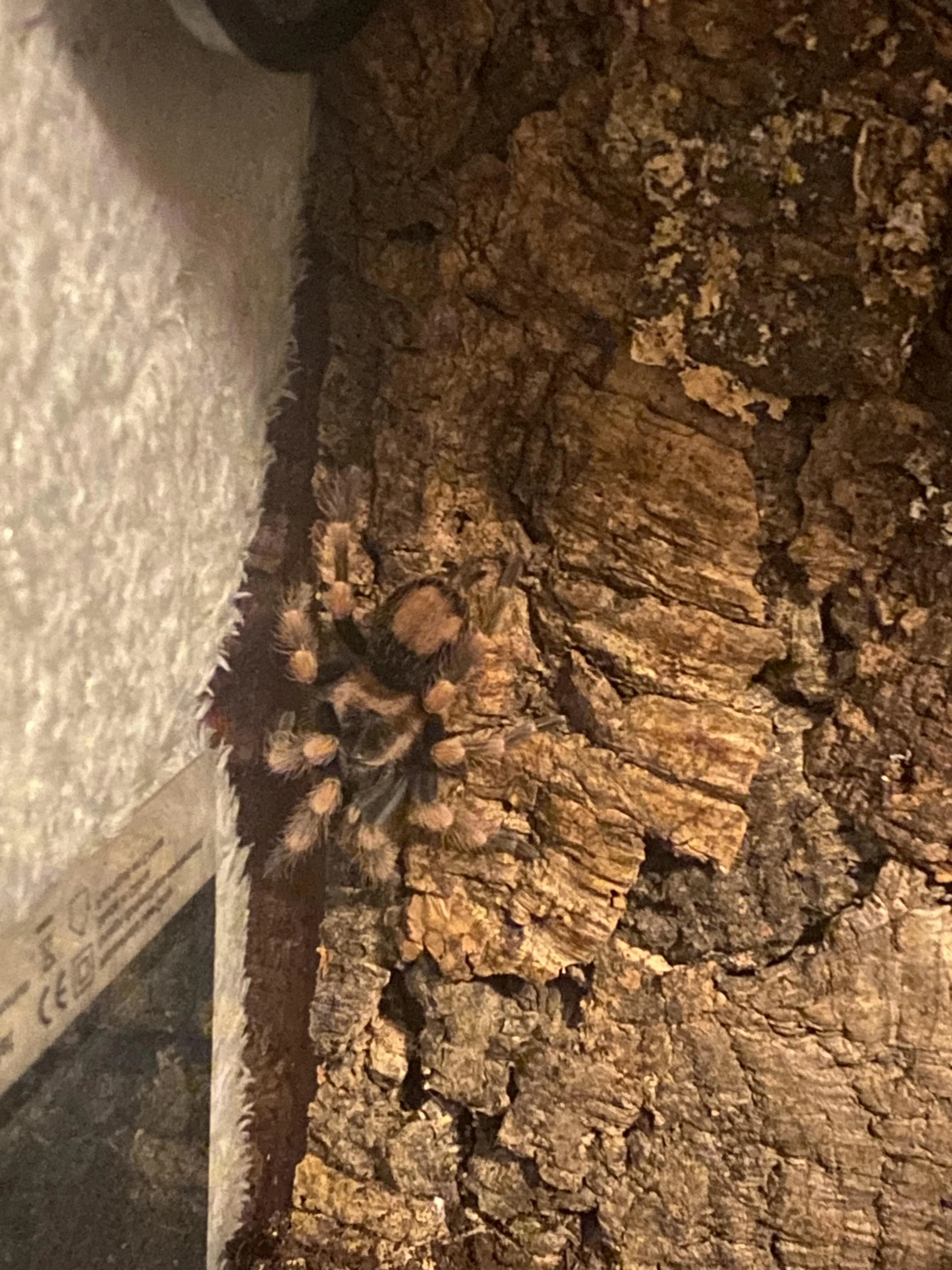 14932 tarantula environment