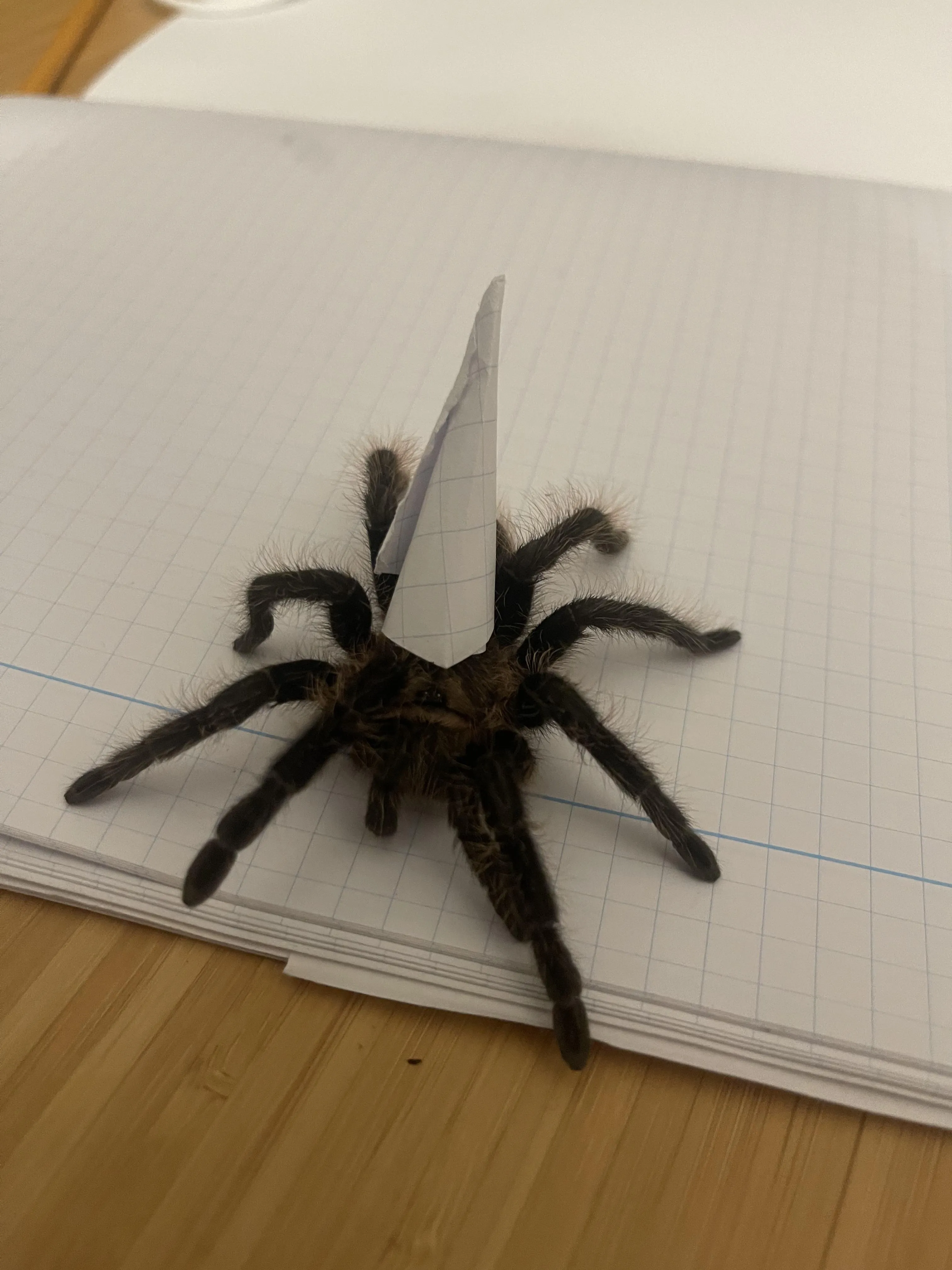/img/14932-tarantula-habitat.webp
