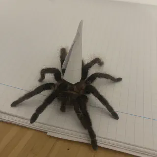 /img/14932-tarantula-habitat.webp