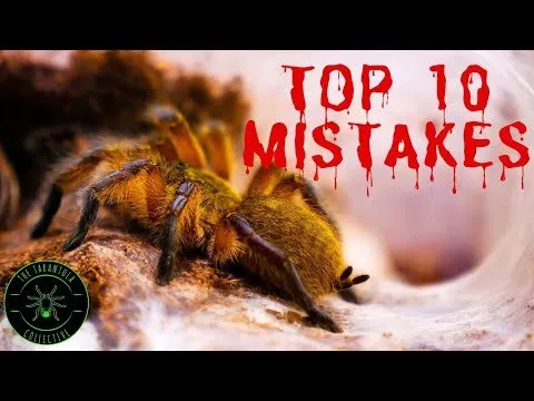 14932 tarantula handling