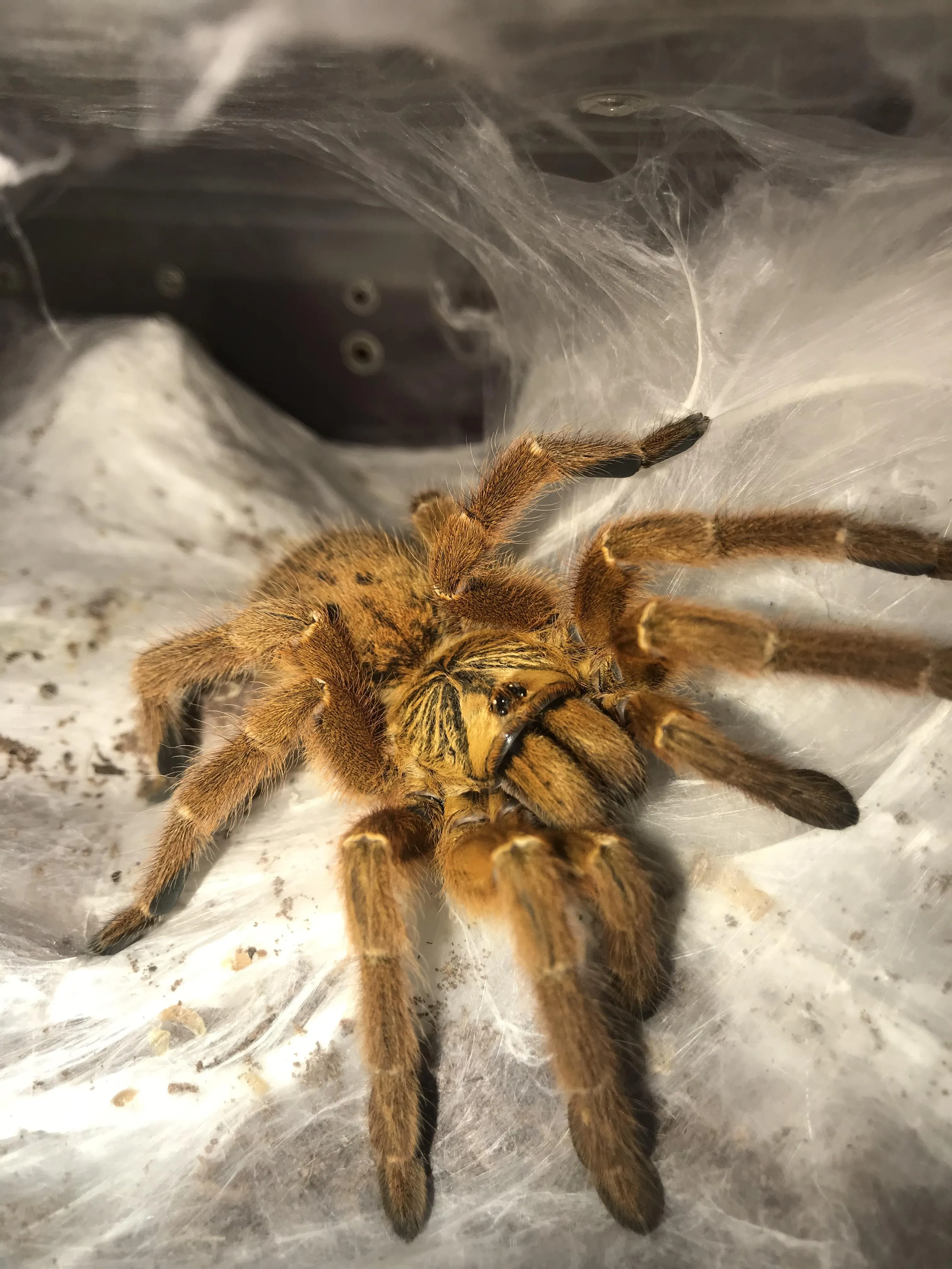 14932 tarantula molting