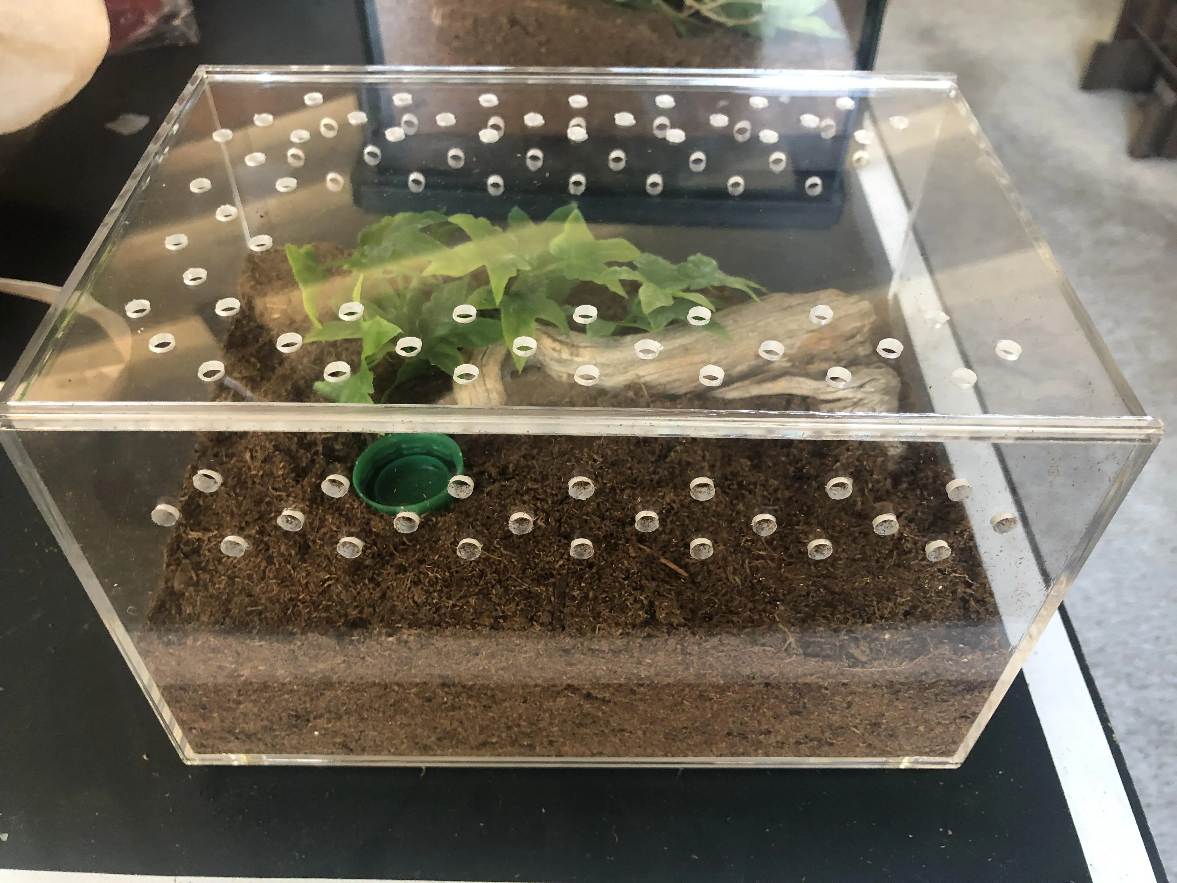 14932 tarantula safety