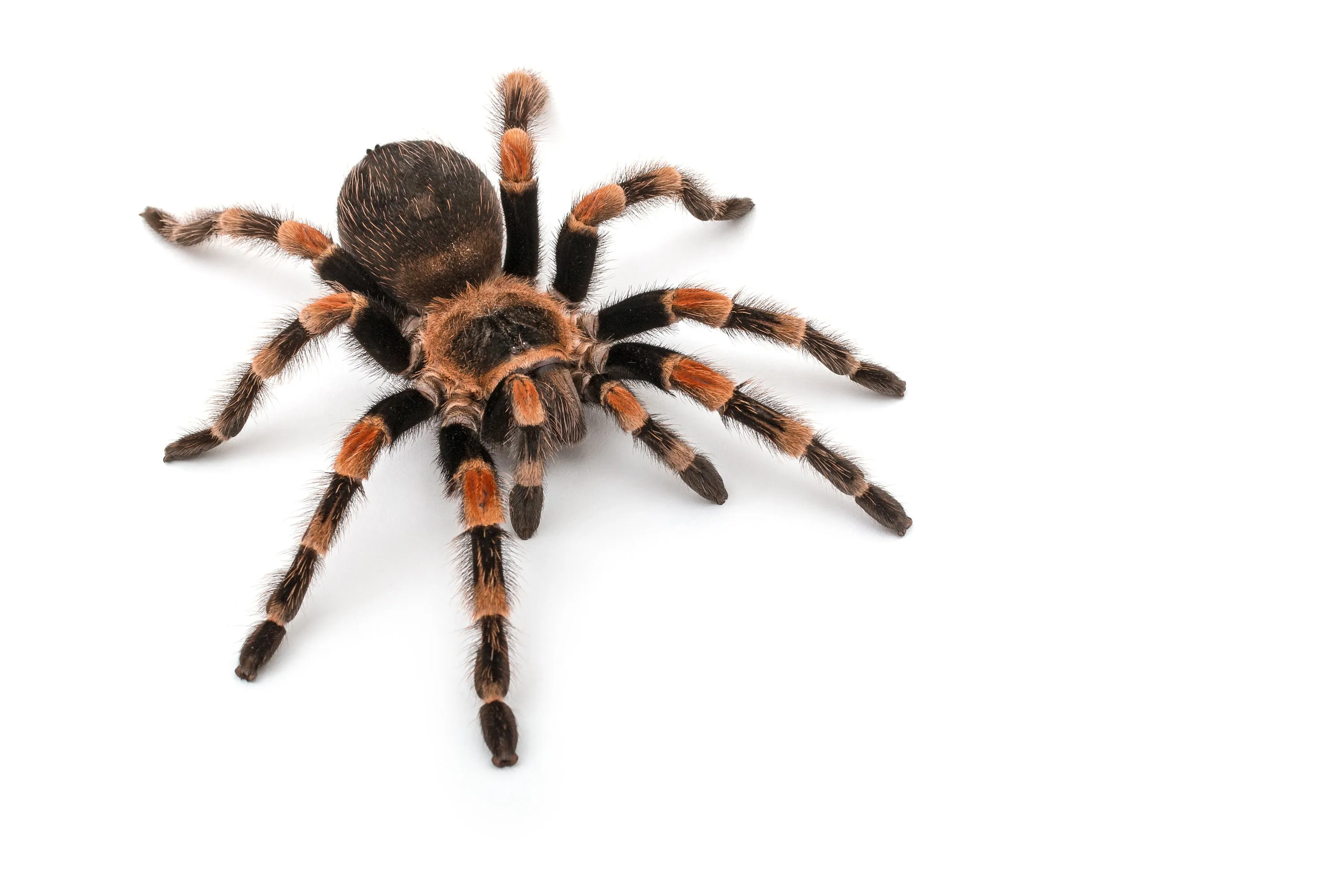 /img/14933-completed-pre-rolled-tarantula.webp