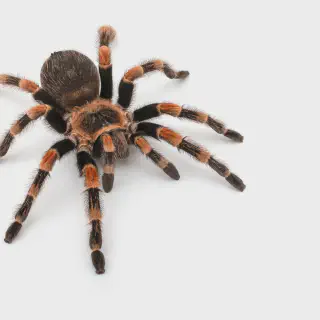 /img/14933-completed-pre-rolled-tarantula.webp